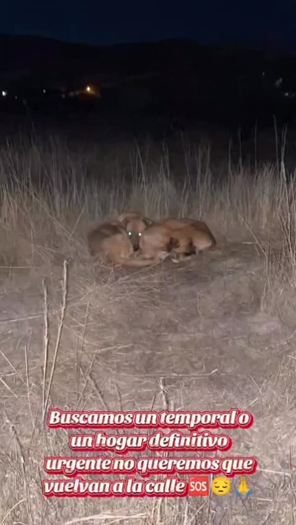 2 animalitos