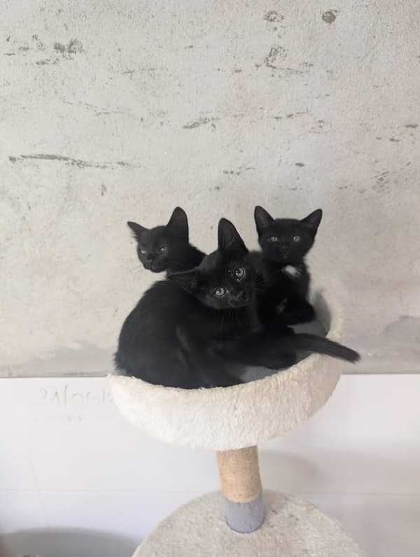 3 animalitos