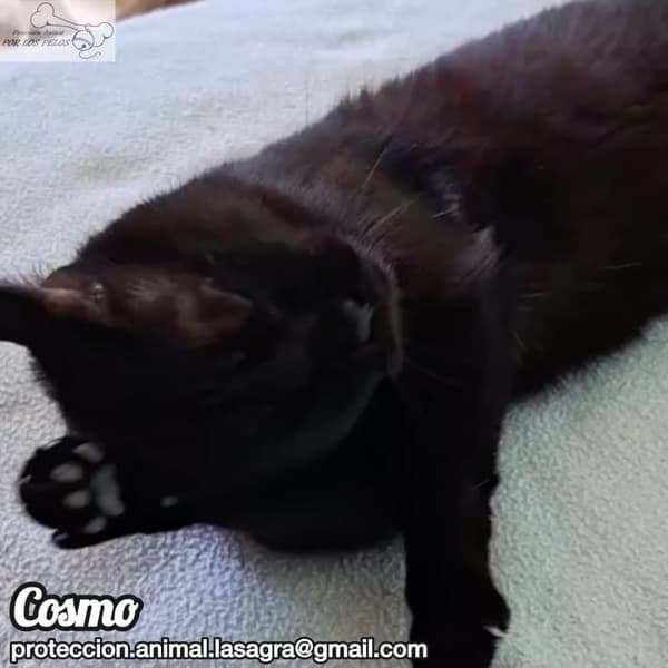Cosmo