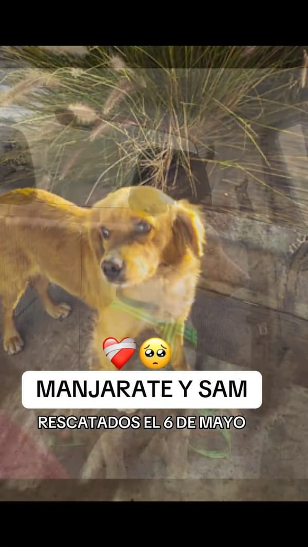 Sam, Manjarate