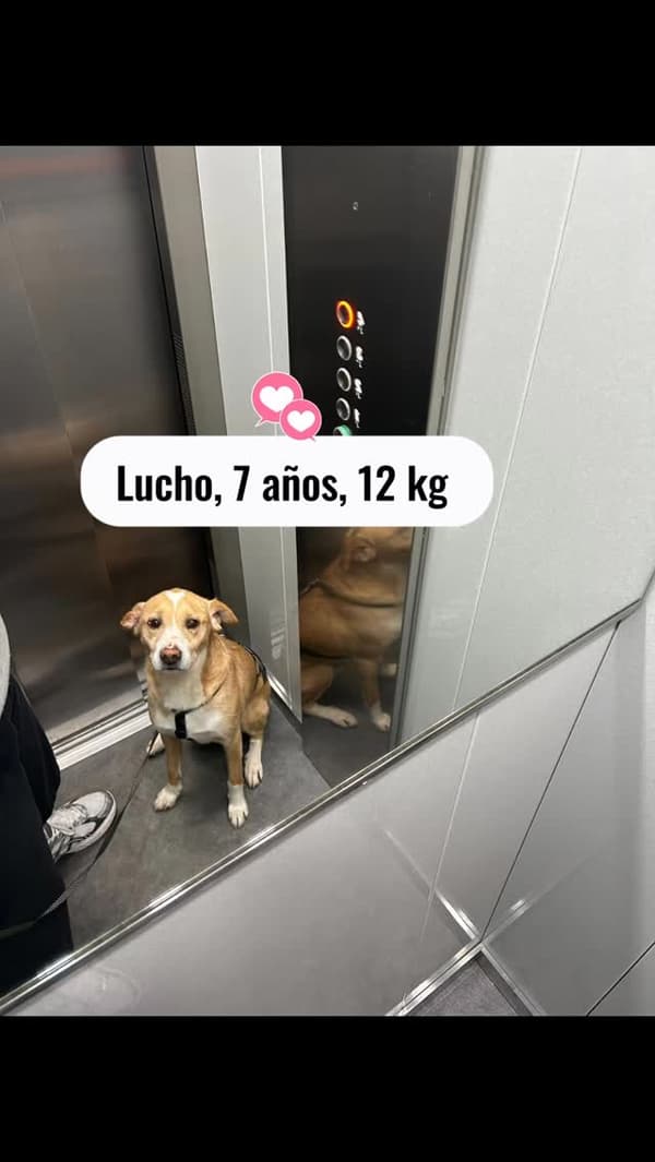 Lucho