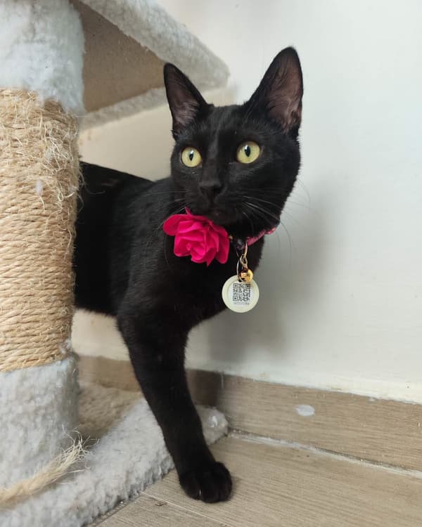 Onyx