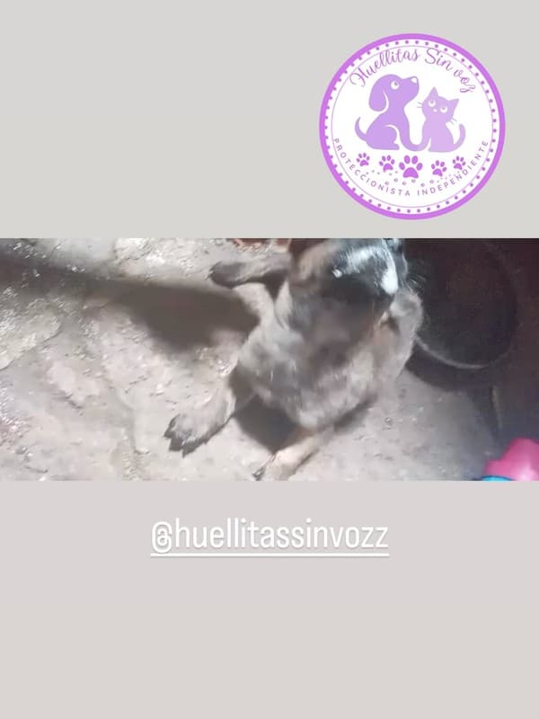 3 animalitos