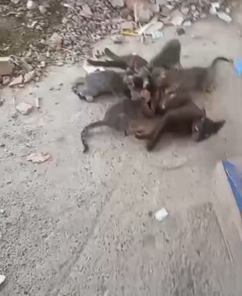 2 animalitos