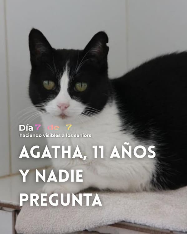 Agatha