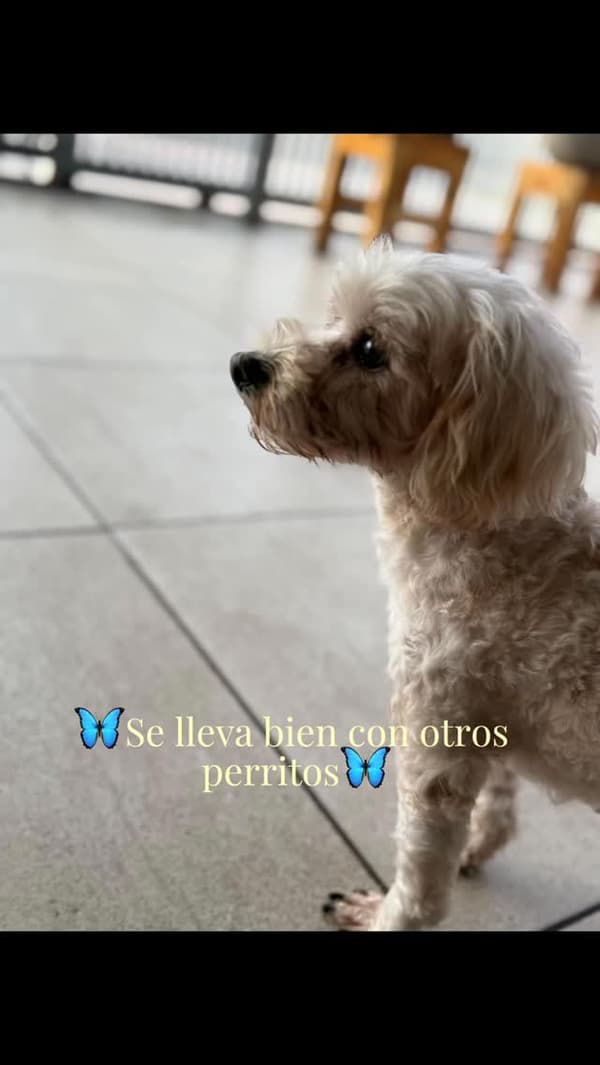 Dianita