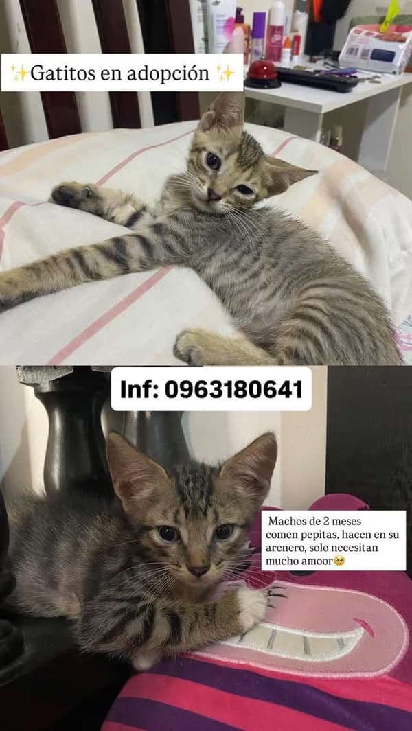 2 animalitos