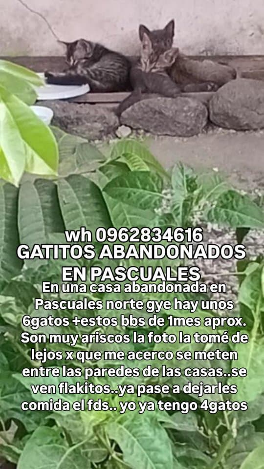 3 animalitos