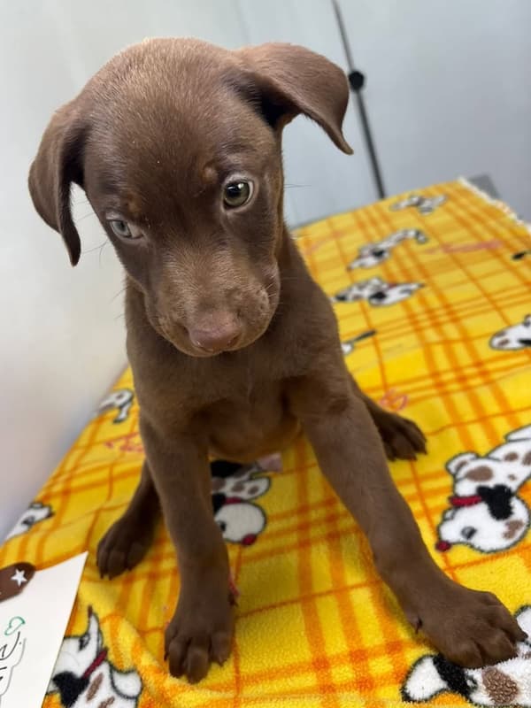 Brownie