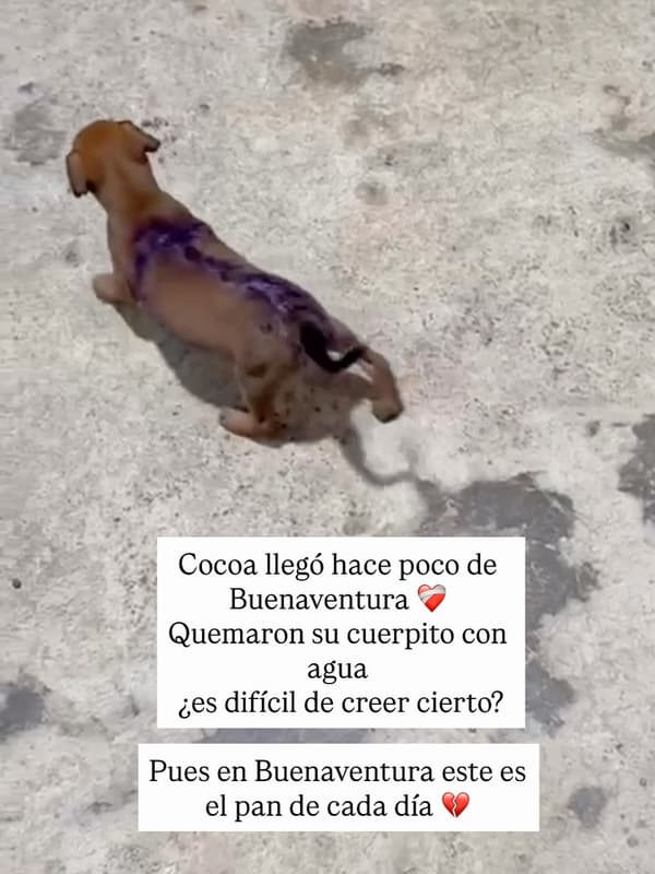 Cocoa