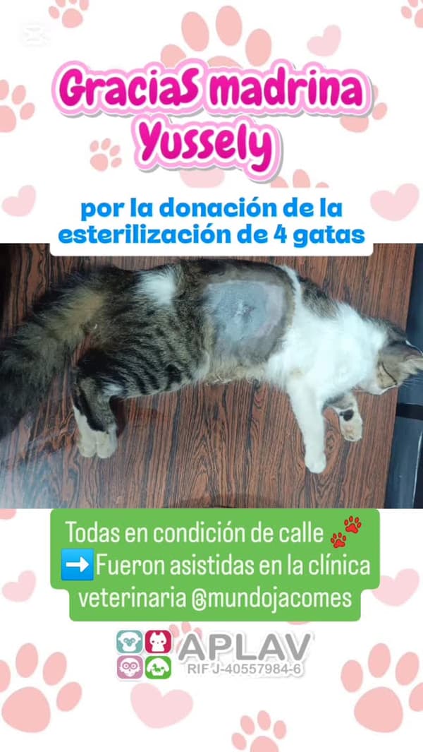 4 animalitos