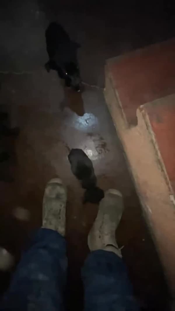 3 animalitos