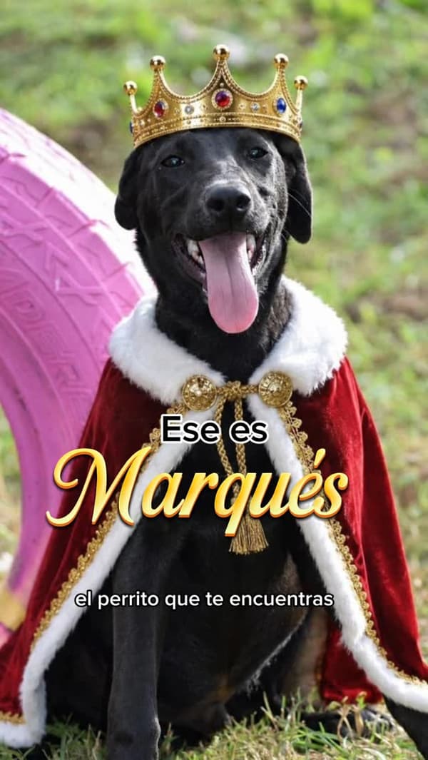 Marqués