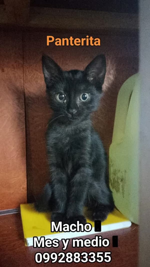 Panterita