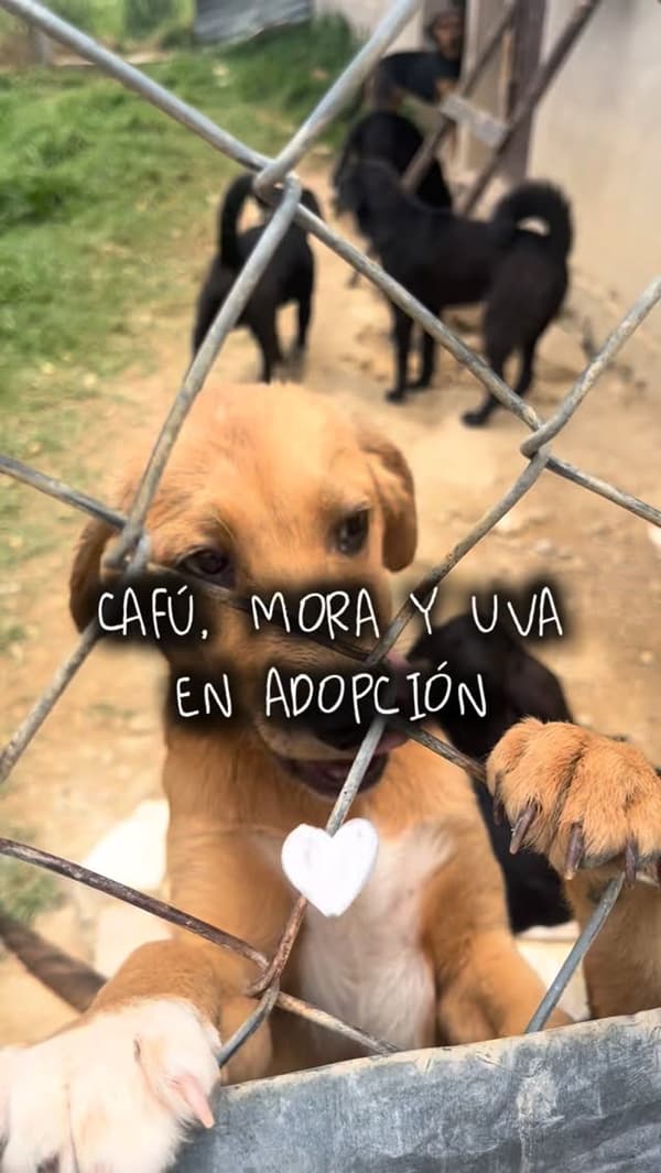 Cafú, Mora, Uva
