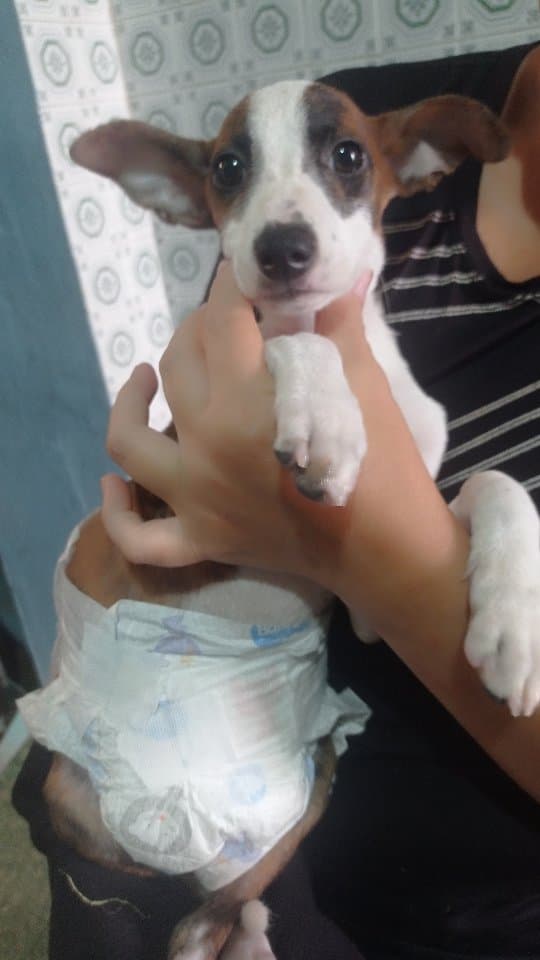 CABRITA