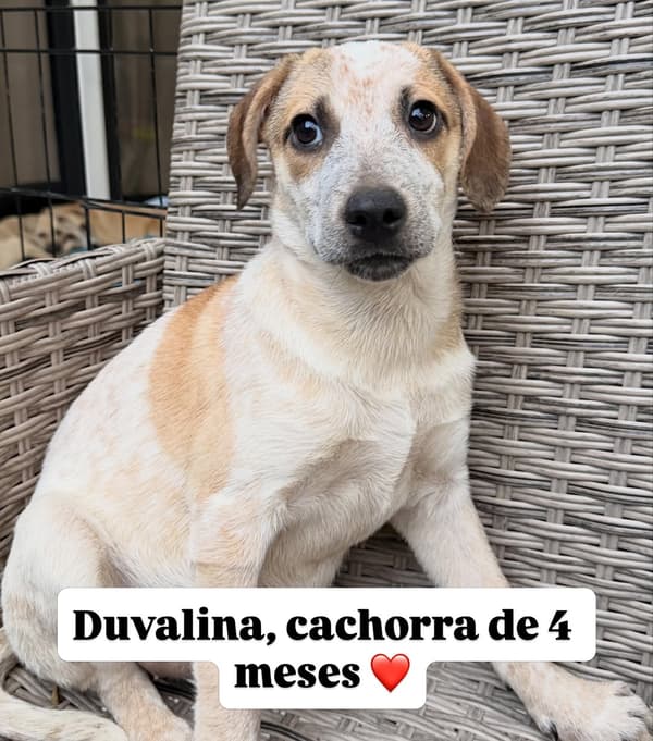 Duvalina