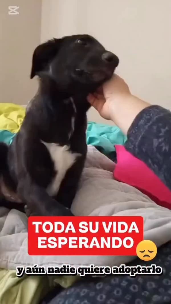 Naville