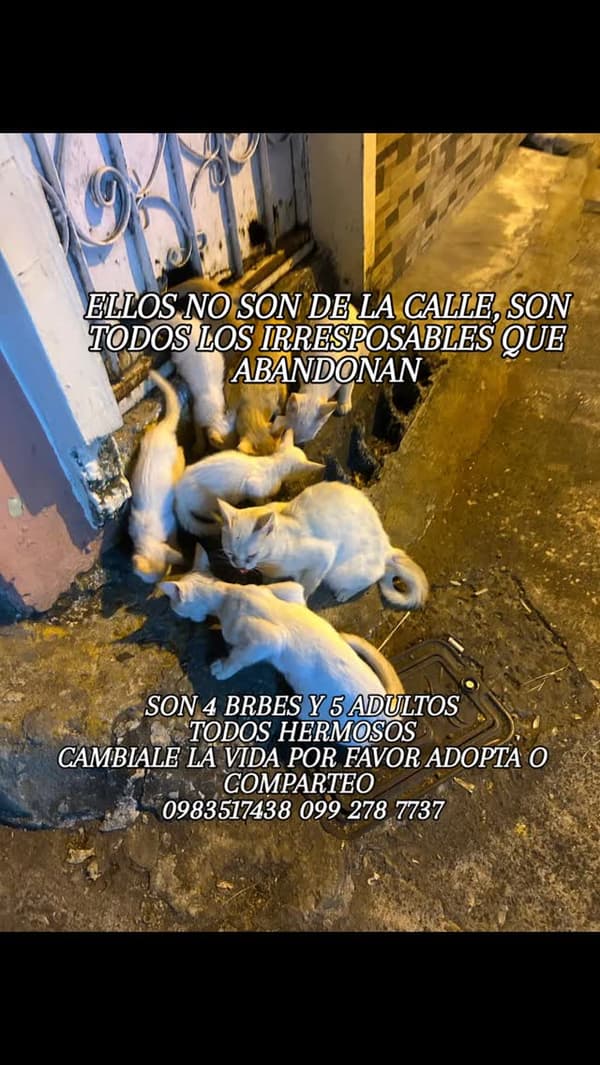 9 animalitos