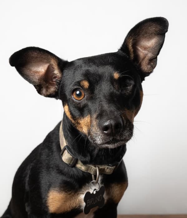 Bruno