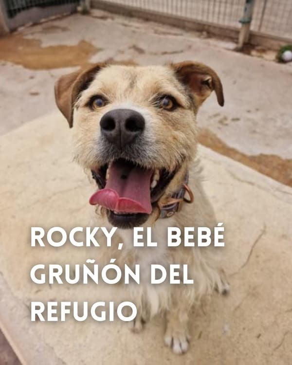 Rocky