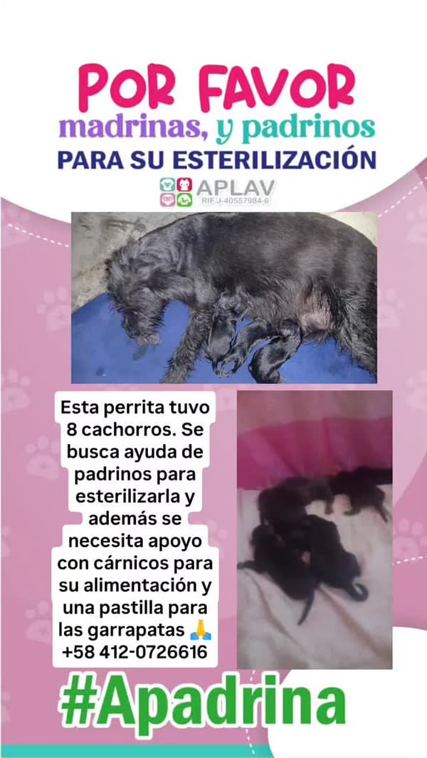 2 animalitos