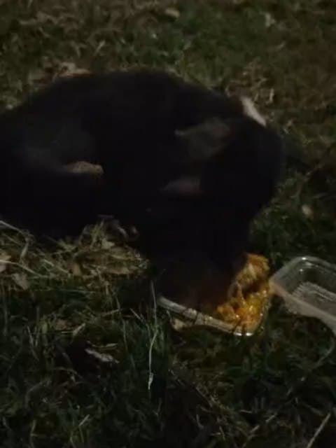 Oreo