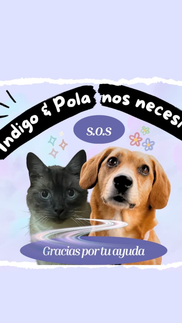 Pola, Índigo