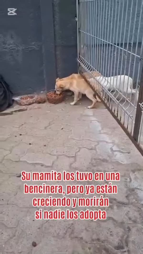 5 animalitos
