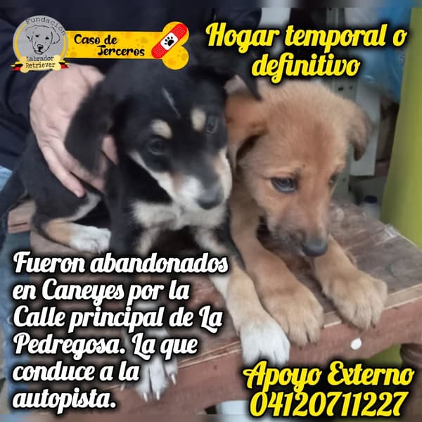 2 animalitos