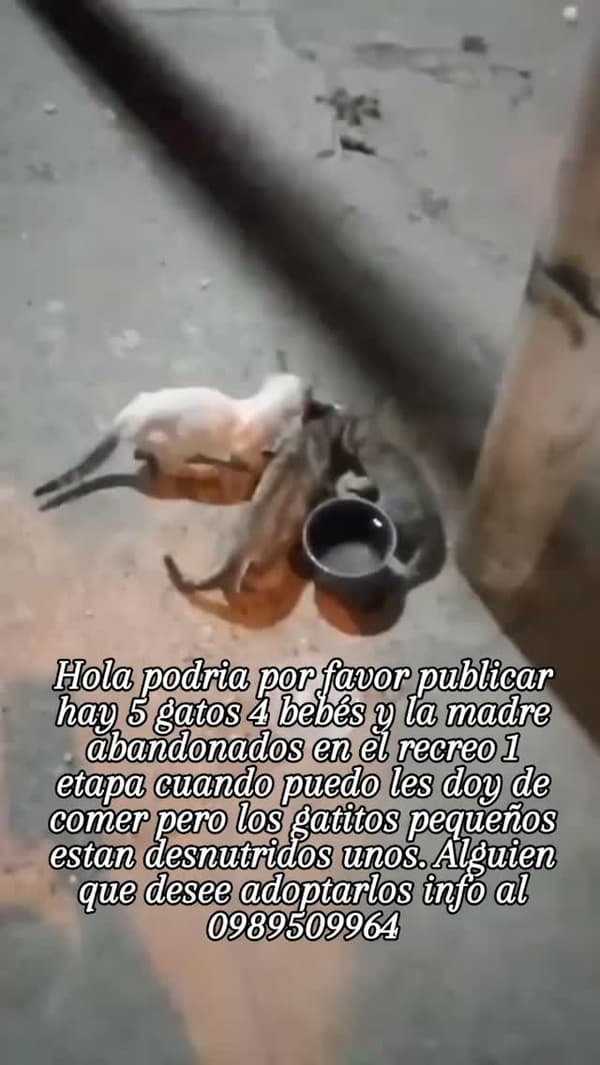 5 animalitos