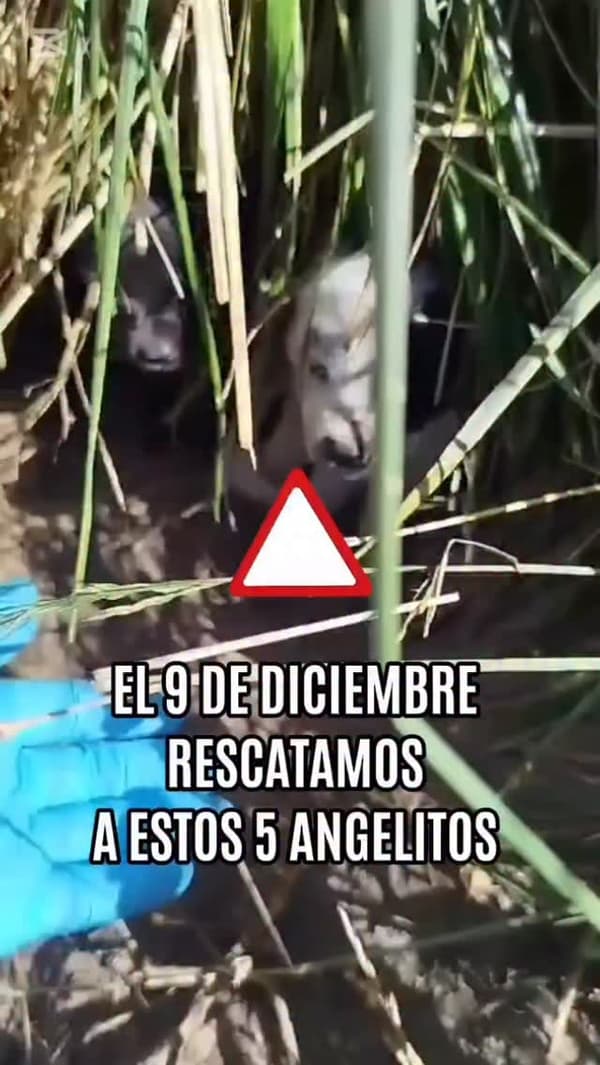 5 animalitos