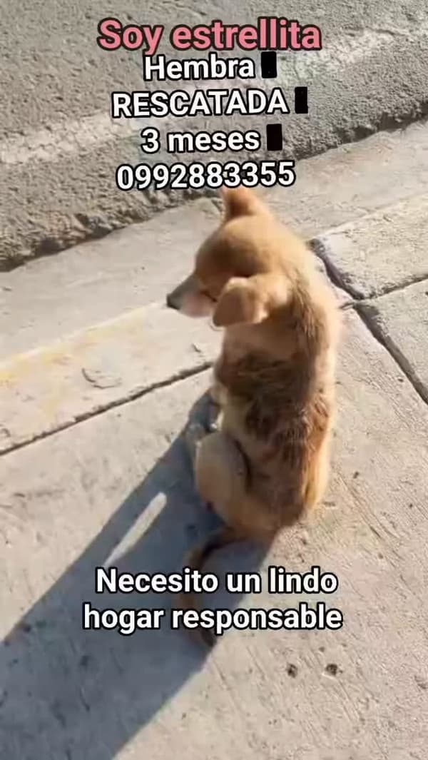 Estrellita