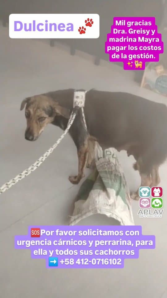 Dulcinea