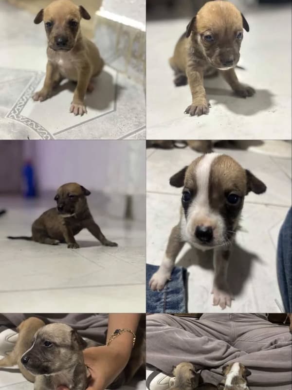 5 animalitos