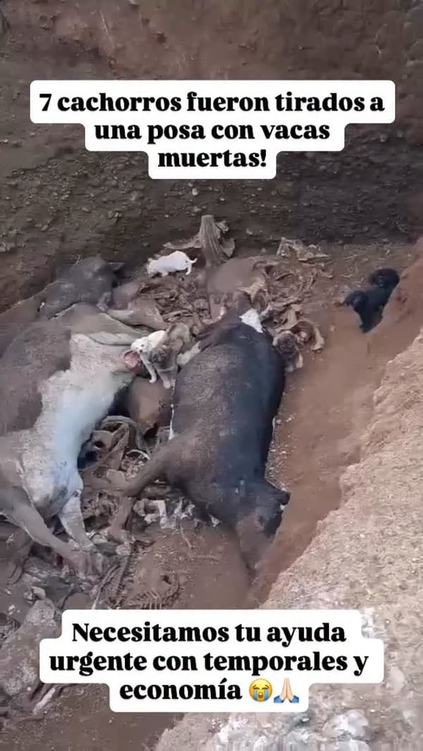 7 animalitos