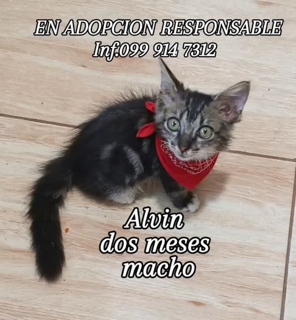 Alvin