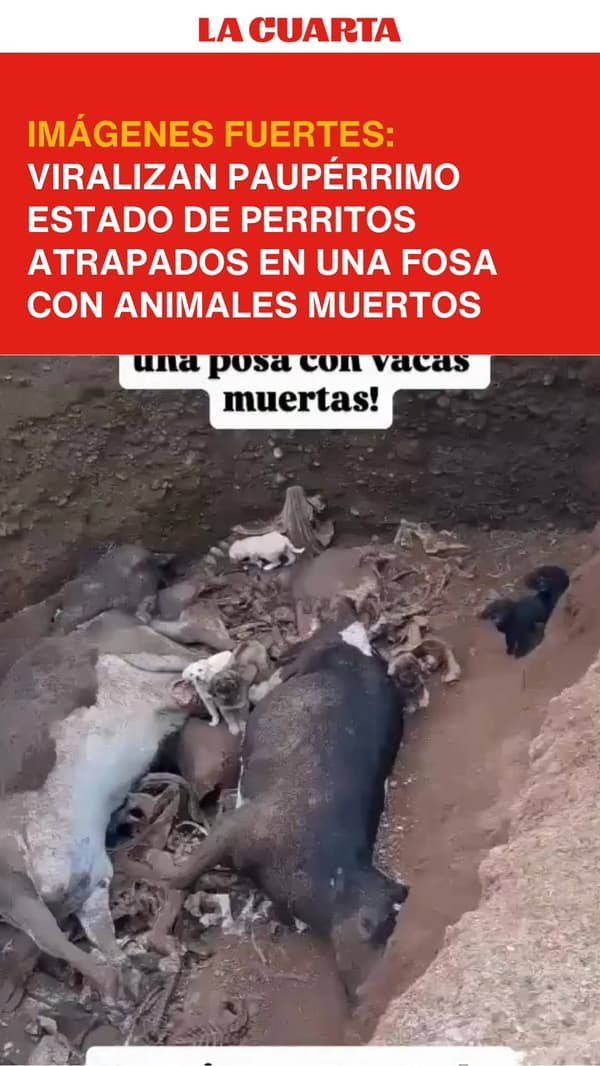 7 animalitos