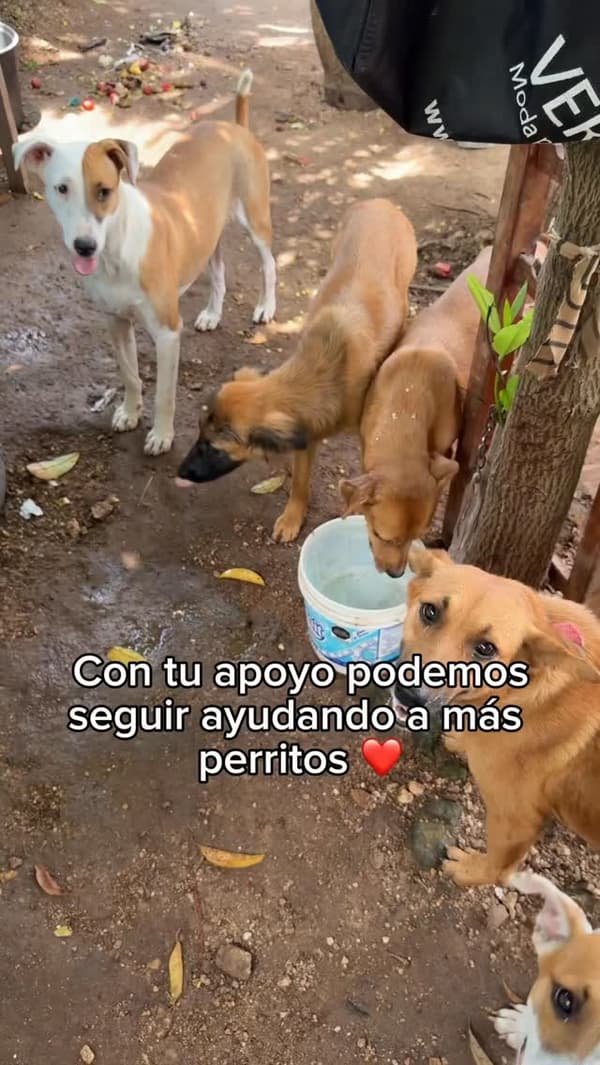 4 animalitos
