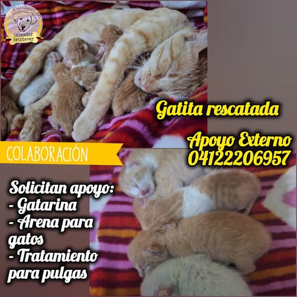 6 animalitos