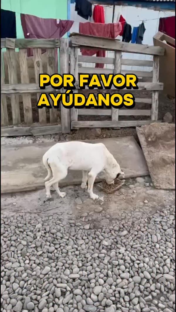 Zucarita