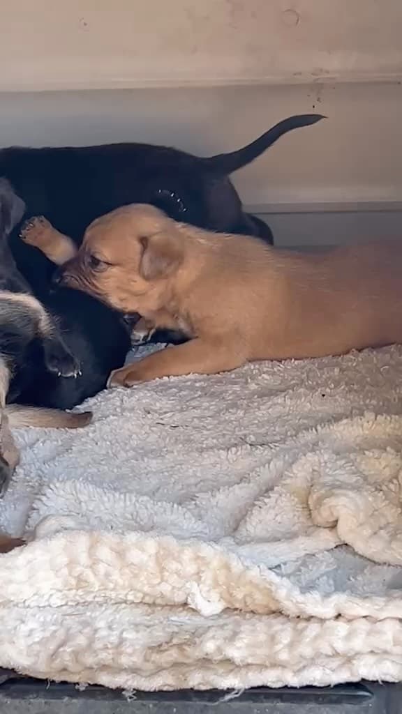 2 animalitos
