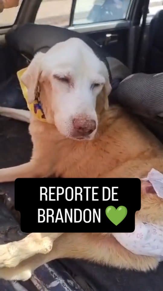 Brandon