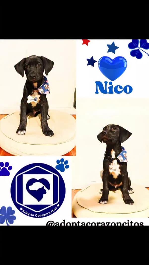 Nico
