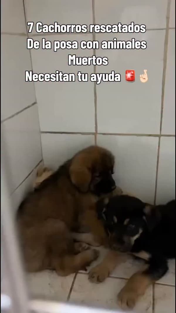 7 animalitos