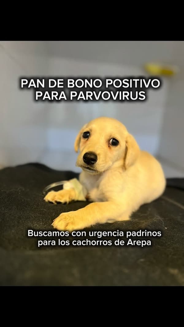 Roscón, Pan de Bono, Buñuelo +1