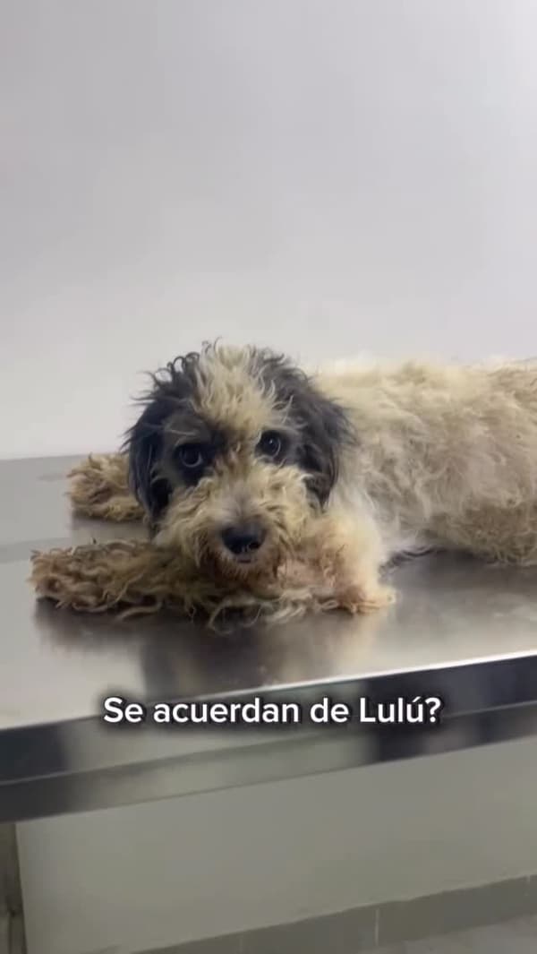 Lulú