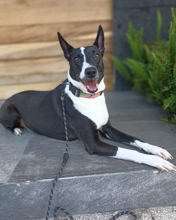 BONITA