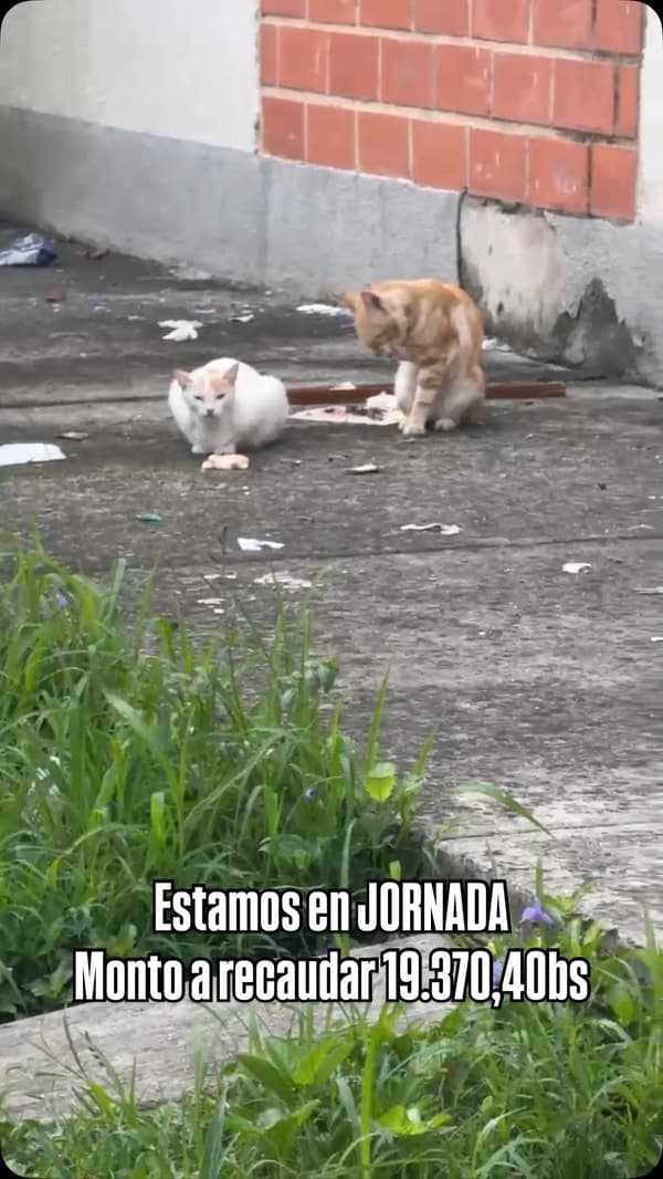 3 animalitos