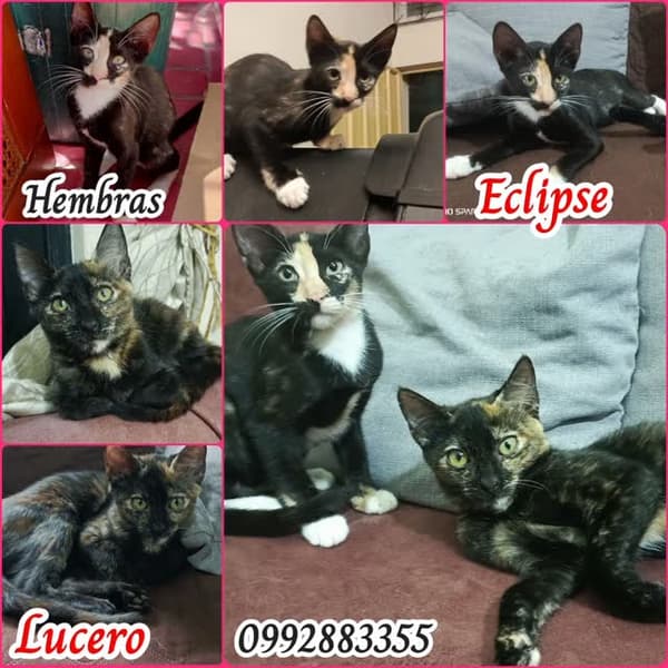 Eclipse, Lucero